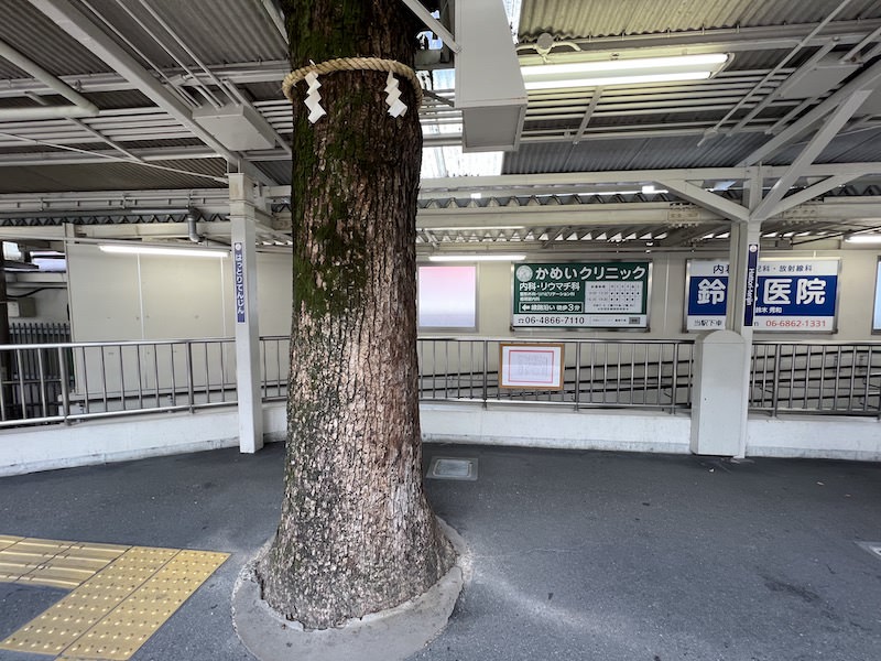 大阪梅田方面行きホームにあるご神木の楠